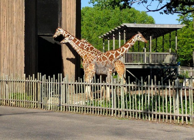 Sedgwick County Zoo photo