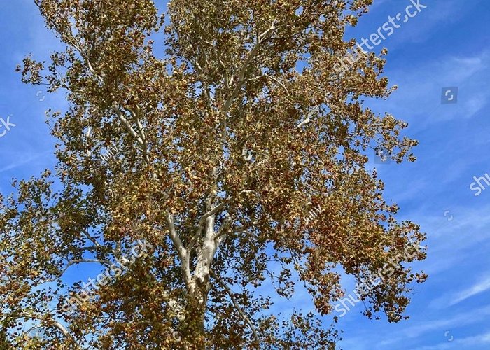 National Park Hoge Kempen 65,403 Autumn Trees Against Blue Sky Images, Stock Photos, 3D ... photo