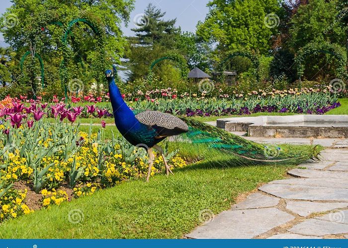 Villa Pallavicino Park Male Peacock at Villa Pallavicino, Stresa Piedmont, Italy 17 Apr ... photo