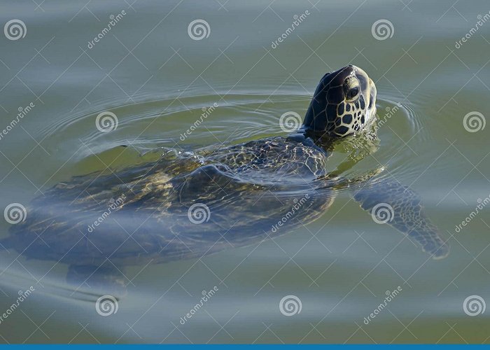 City Hall A Sea Turtle, Head Out of the Water Stock Image - Image of head ... photo