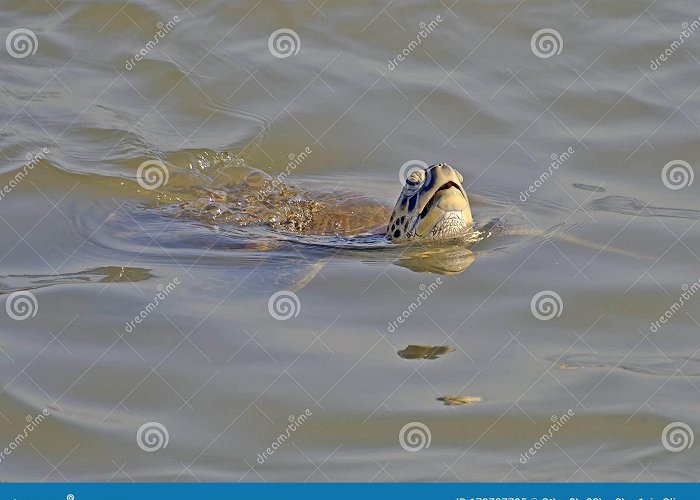 City Hall A Sea Turtle, Head Out of the Water Stock Image - Image of turtle ... photo