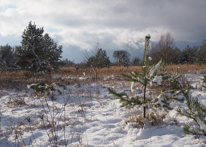 Haussee Güterfelde Circular trail through the Güterfelder Parforceheide • Hiking ... photo
