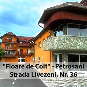 Floare De Colt Petrosani Hotel Exterior photo