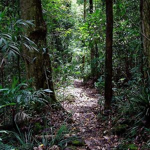 Springbrook Lyrebird Retreat Vila Exterior photo