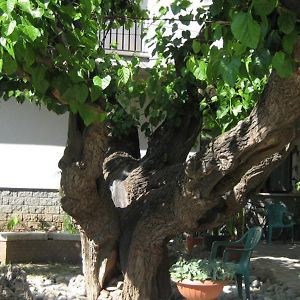 Hotel Da Rosanna Attigliano Exterior photo