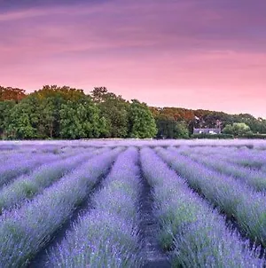 Cottage Fields Of Lavender By The Sea 5Min Greenport Shelter Isl East Marion Exterior photo